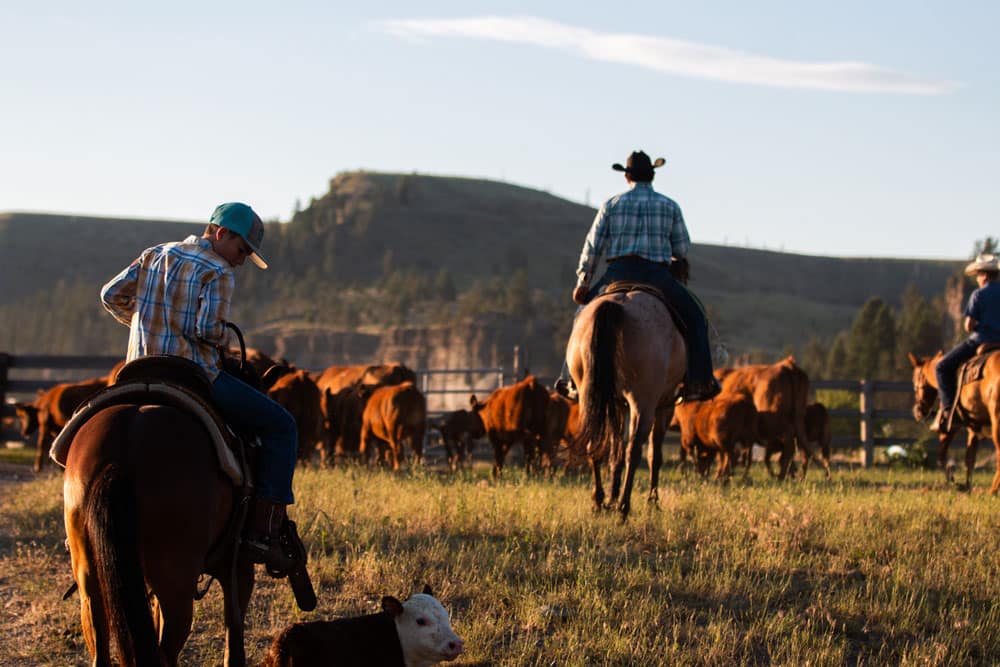 photo of ranch around sunset. A young boy is riding a foal in the foreground and a man is riding a horse in the background.