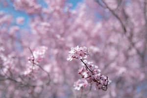 a stem of a budding pink tree is in focus, with the rest of the tree out of focus behind it